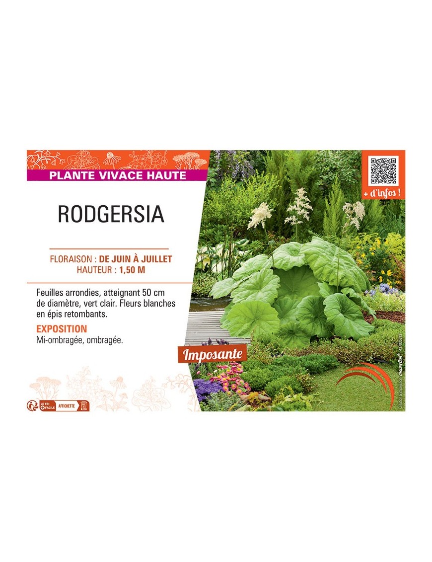 RODGERSIA (blanc)