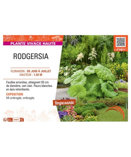 RODGERSIA (blanc)