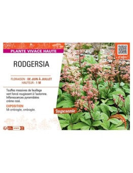 RODGERSIA (crème rosé)