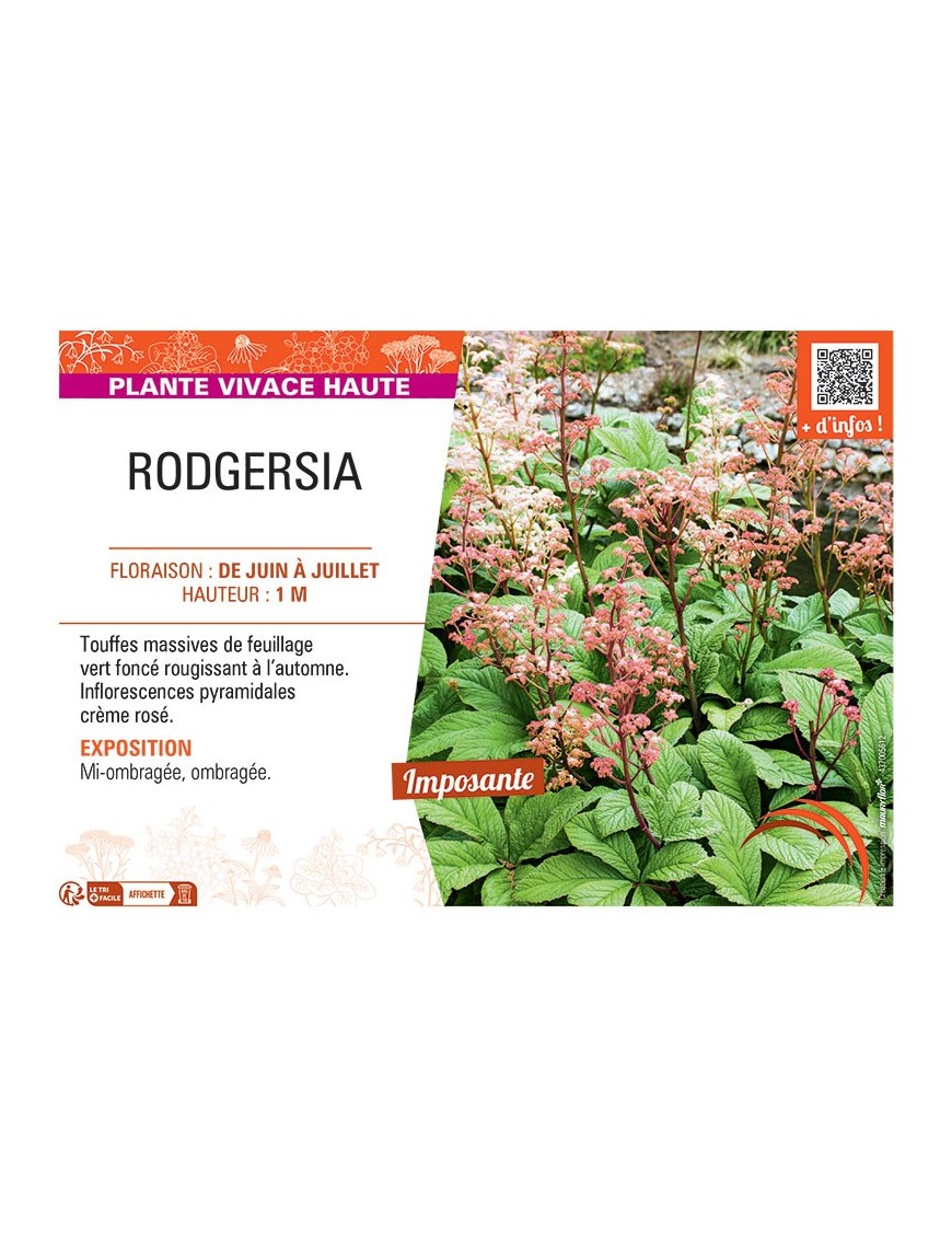 RODGERSIA (crème rosé)