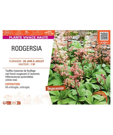 RODGERSIA (crème rosé)