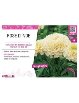 ROSE D'INDE (blanc crème)
