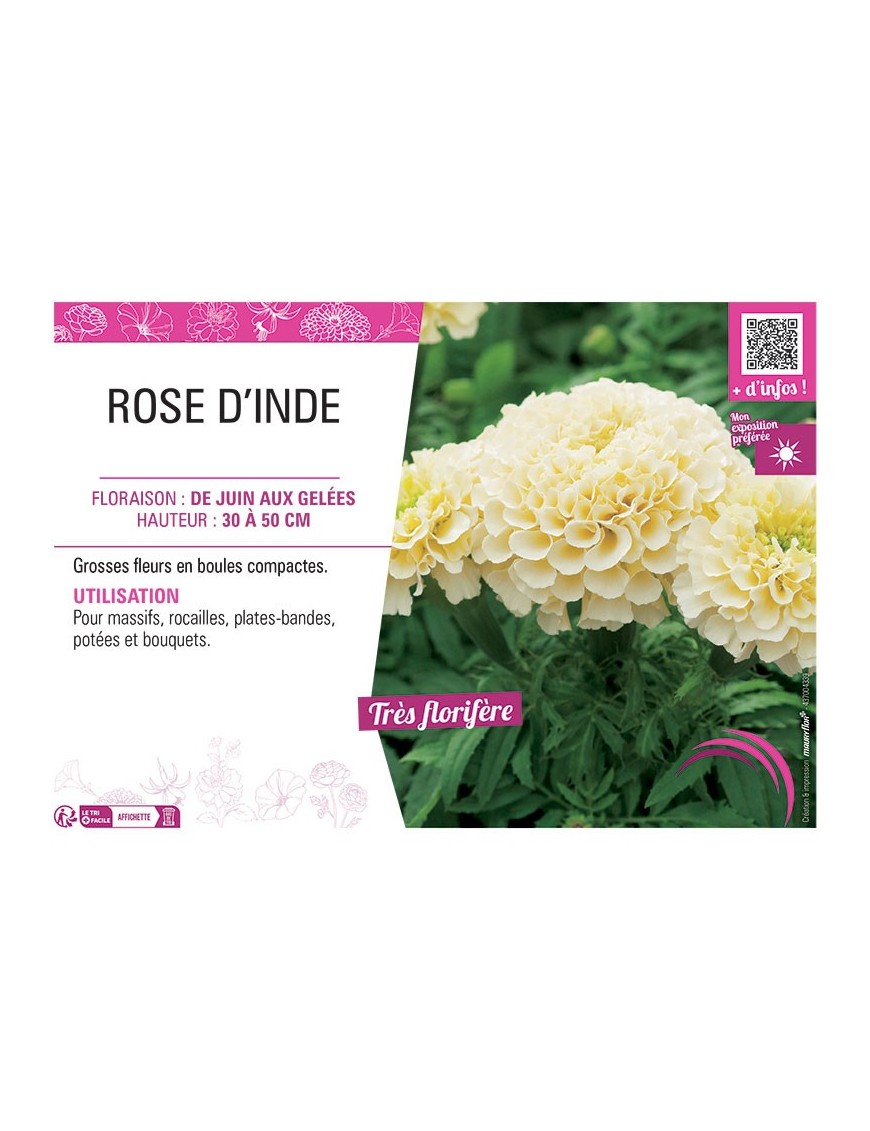 ROSE D'INDE (blanc crème)