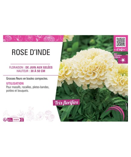 ROSE D'INDE (blanc crème)