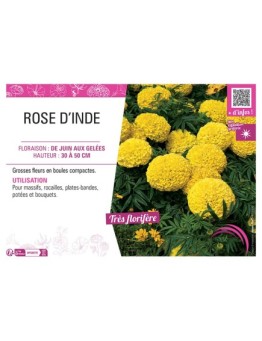 ROSE D'INDE (jaune)