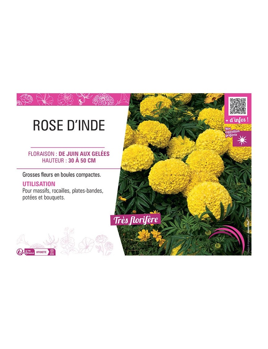 ROSE D'INDE (jaune)