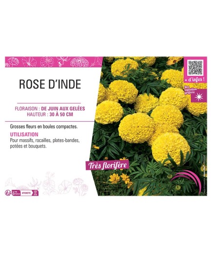 ROSE D'INDE (jaune)