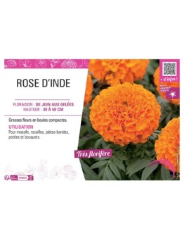 ROSE D'INDE (orange)