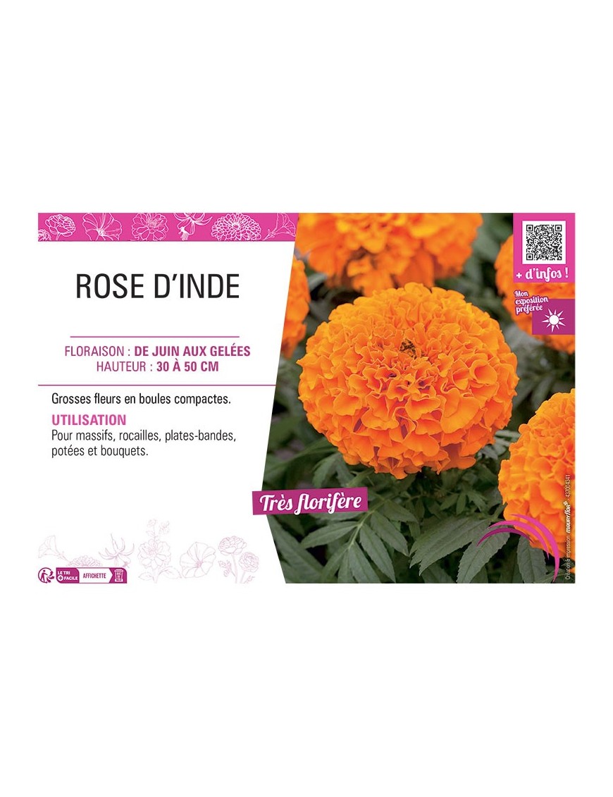 ROSE D'INDE (orange)