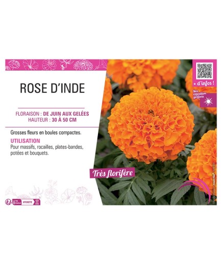 ROSE D'INDE (orange)