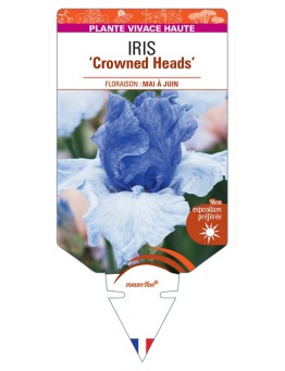 IRIS (germanica) Crowned Heads