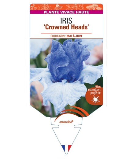 IRIS (germanica) Crowned Heads