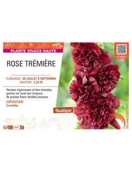 ROSE TREMIERE (pourpre)