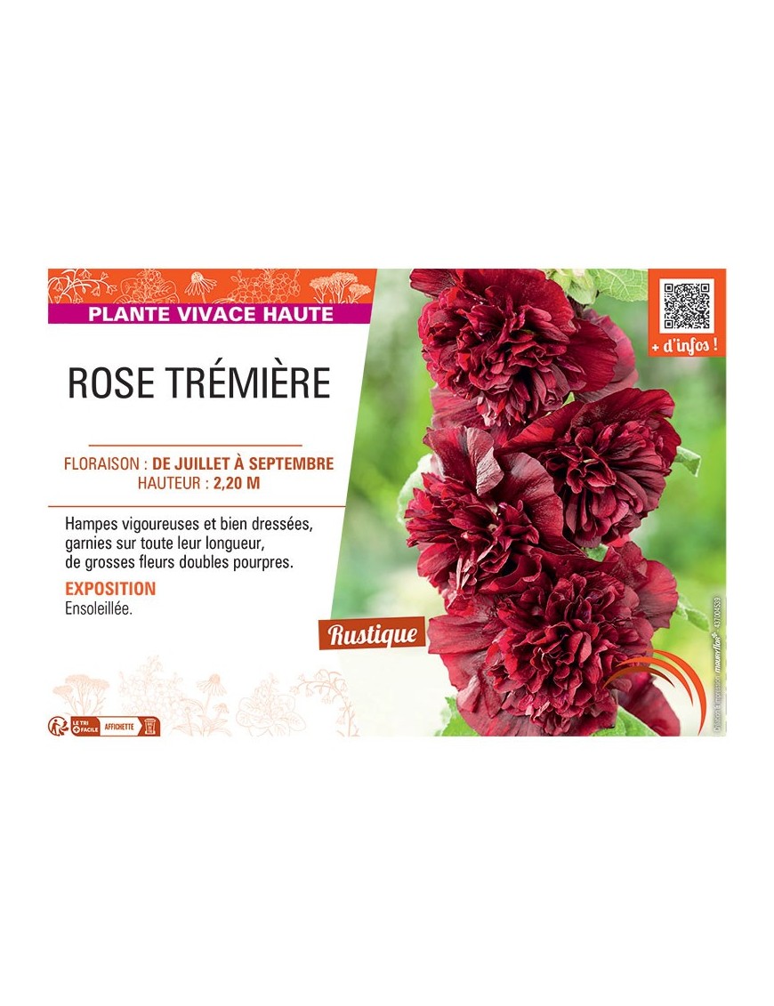 ROSE TREMIERE (pourpre)