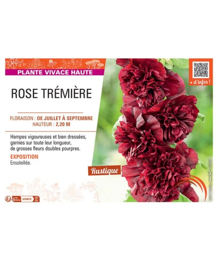 ROSE TREMIERE (pourpre)