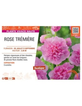 ROSE TREMIERE (rose)