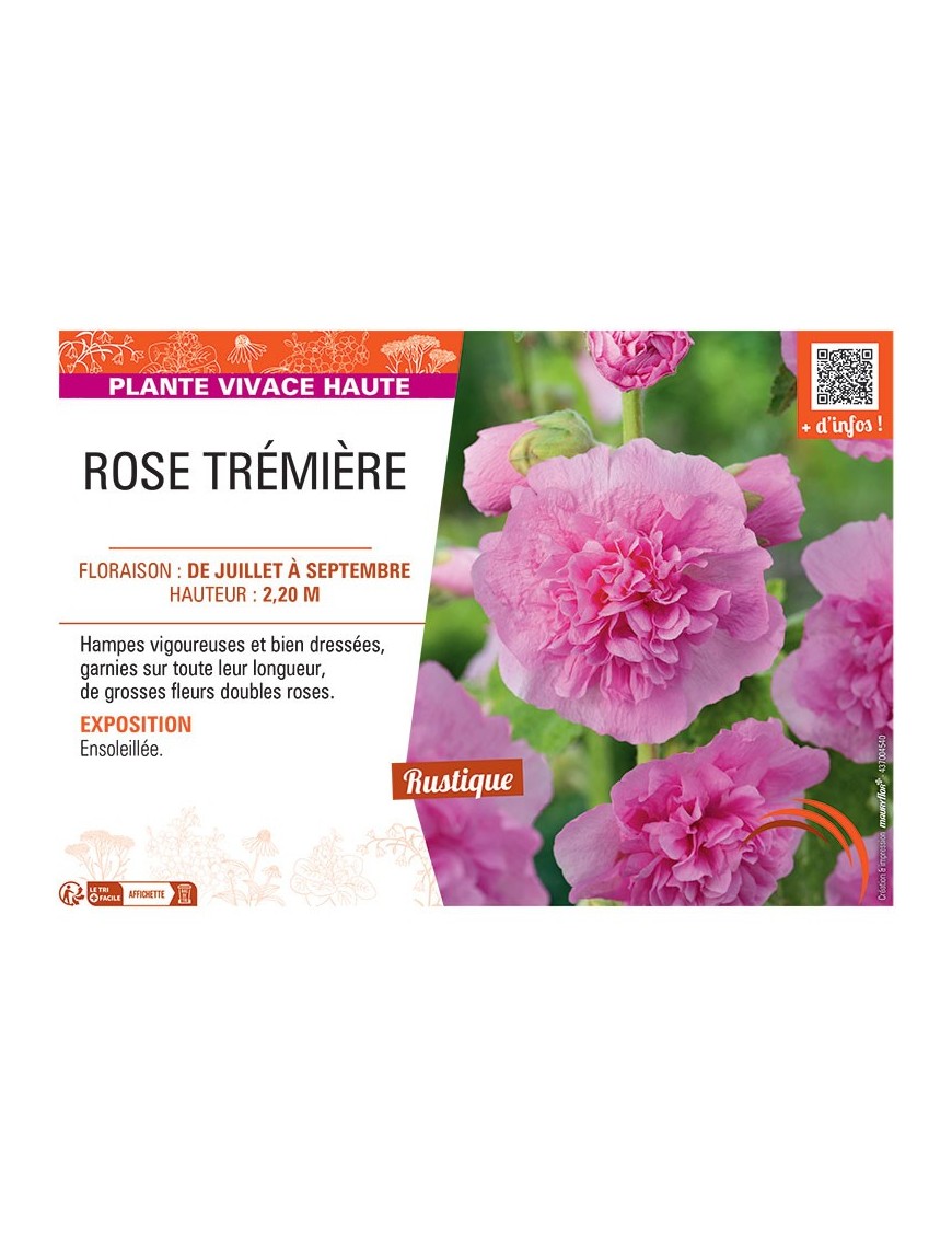 ROSE TREMIERE (rose)