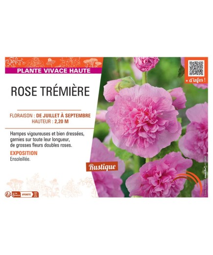 ROSE TREMIERE (rose)