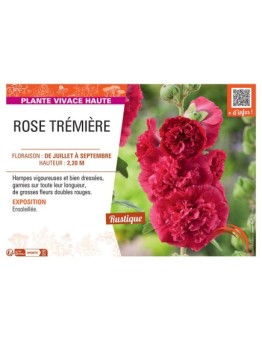 ROSE TREMIERE (rouge)