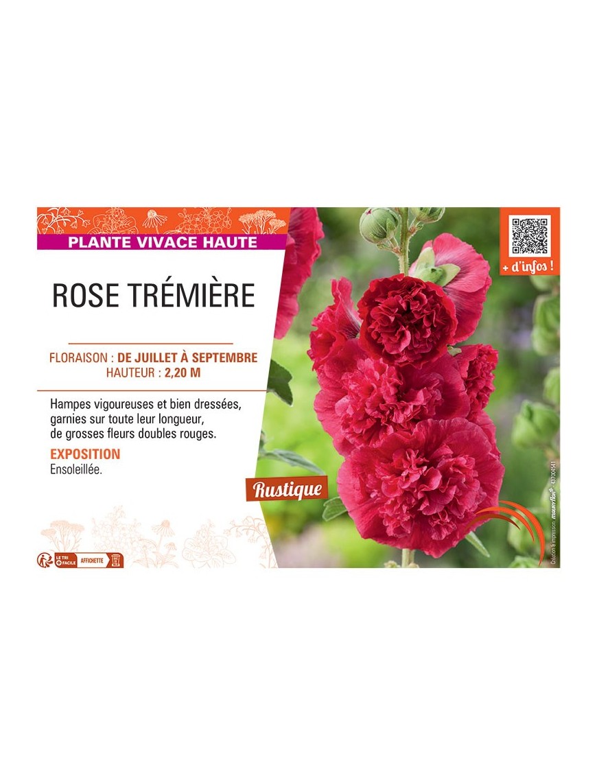 ROSE TREMIERE (rouge)
