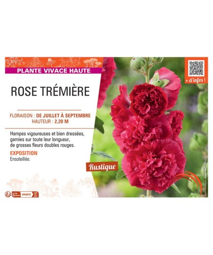 ROSE TREMIERE (rouge)
