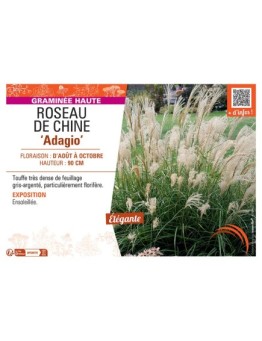 ROSEAU DE CHINE ADAGIO