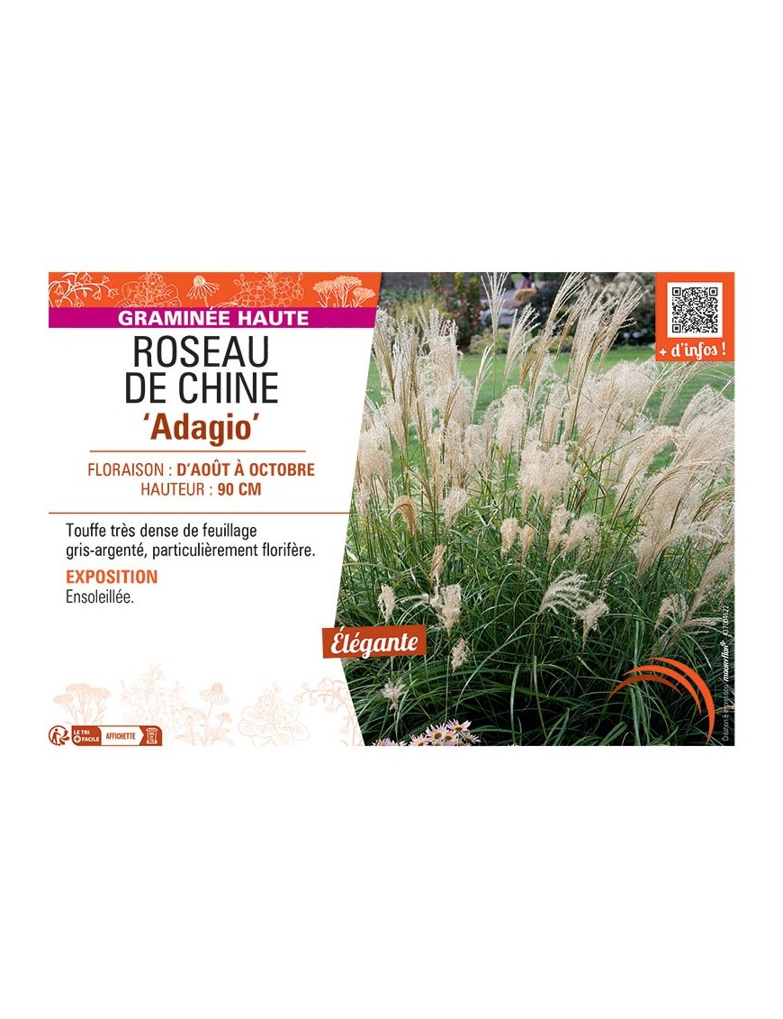 ROSEAU DE CHINE ADAGIO