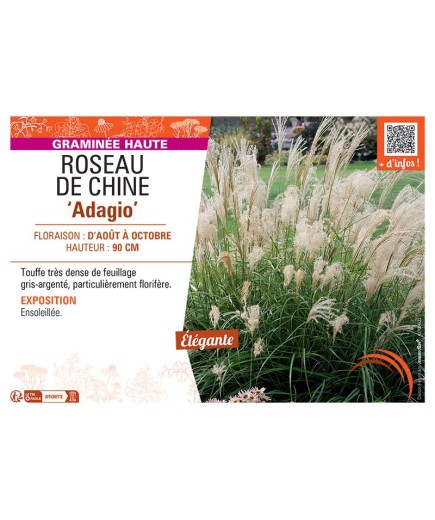 ROSEAU DE CHINE ADAGIO
