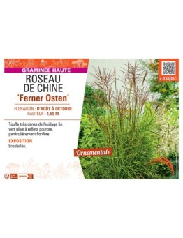 ROSEAU DE CHINE FERNER OSTEN