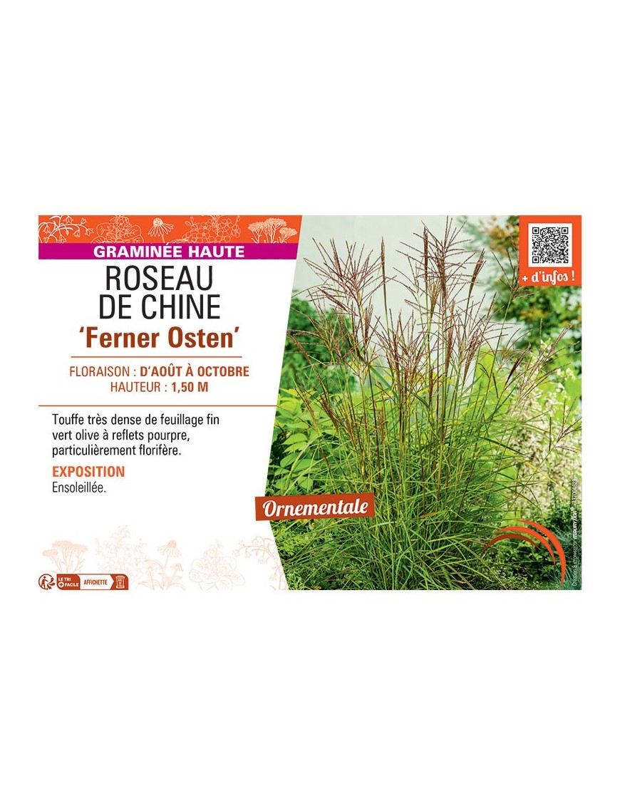 ROSEAU DE CHINE FERNER OSTEN