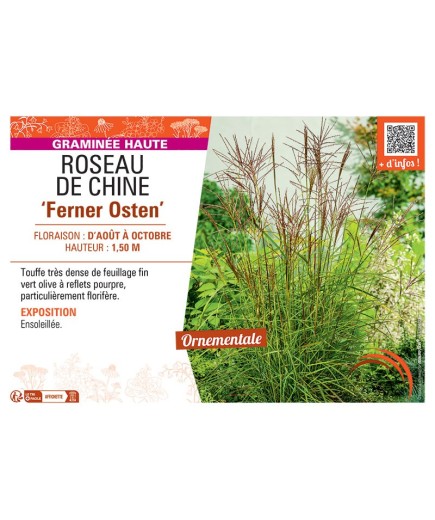 ROSEAU DE CHINE FERNER OSTEN