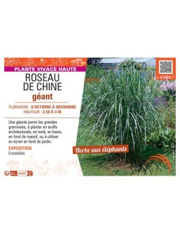 ROSEAU DE CHINE GEANT