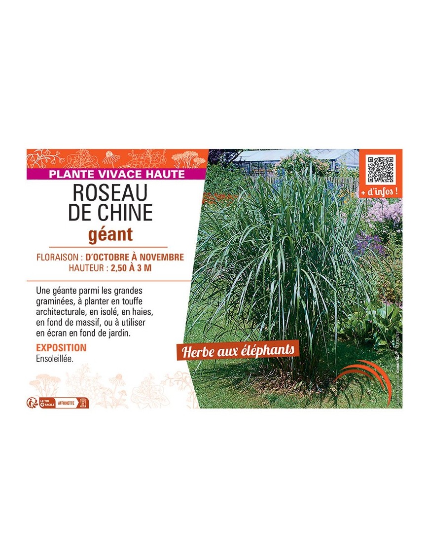 ROSEAU DE CHINE GEANT