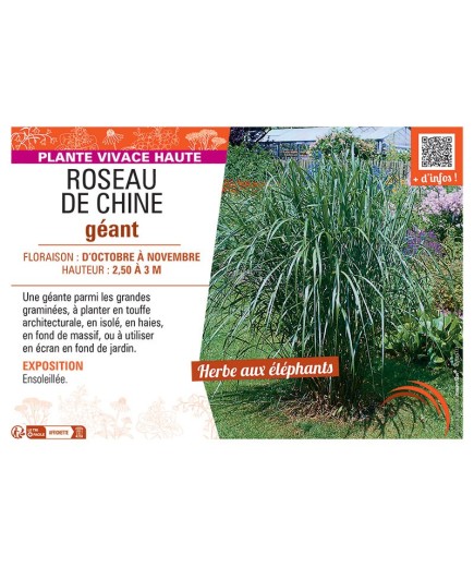 ROSEAU DE CHINE GEANT