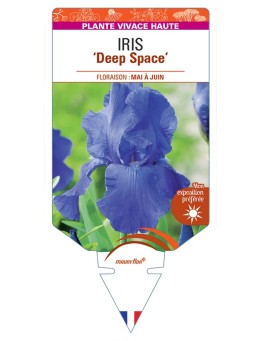 IRIS (germanica) Deep Space