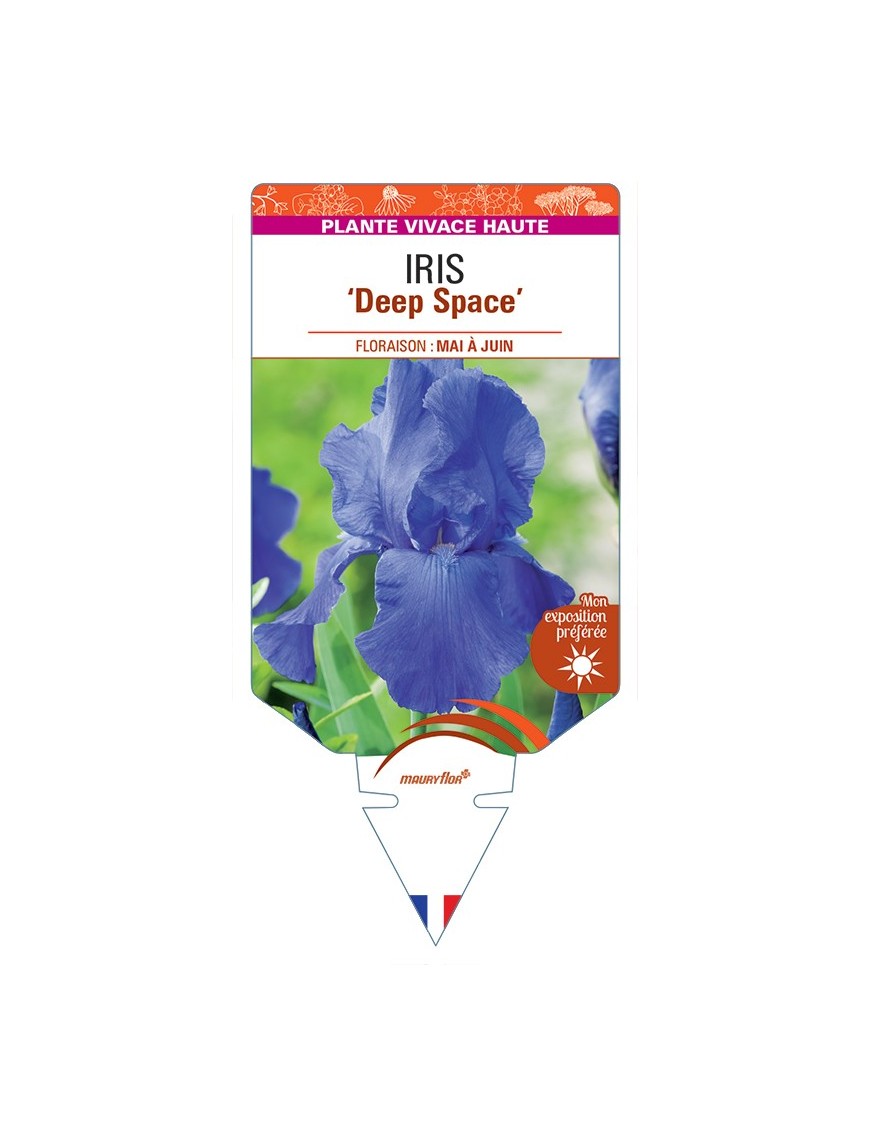 IRIS (germanica) Deep Space