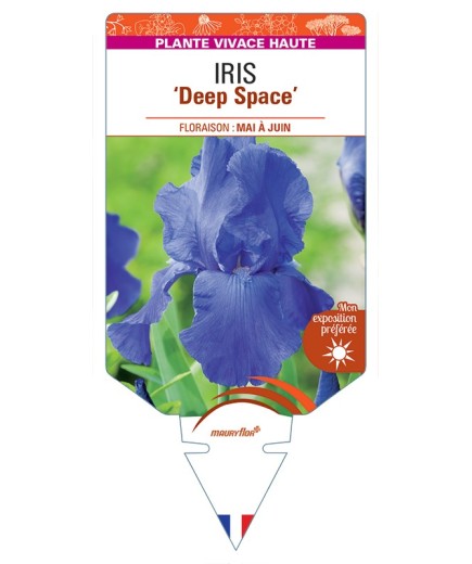 IRIS (germanica) Deep Space