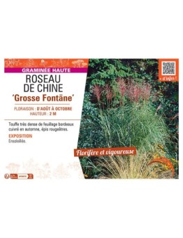 ROSEAU DE CHINE GROSSE FONTÄNE