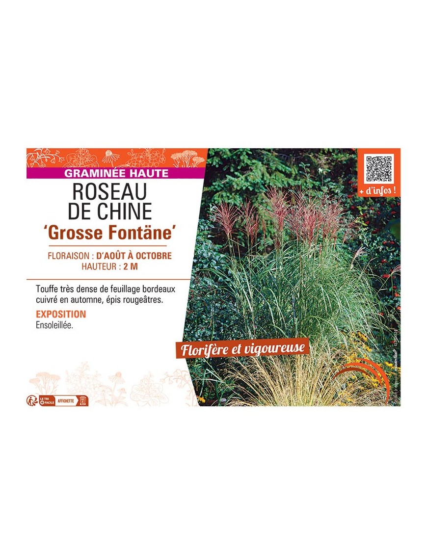 ROSEAU DE CHINE GROSSE FONTÄNE