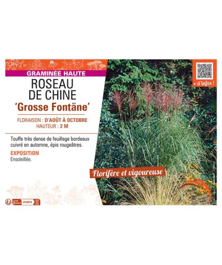 ROSEAU DE CHINE GROSSE FONTÄNE