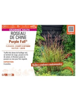 ROSEAU DE CHINE PURPLE FALL®