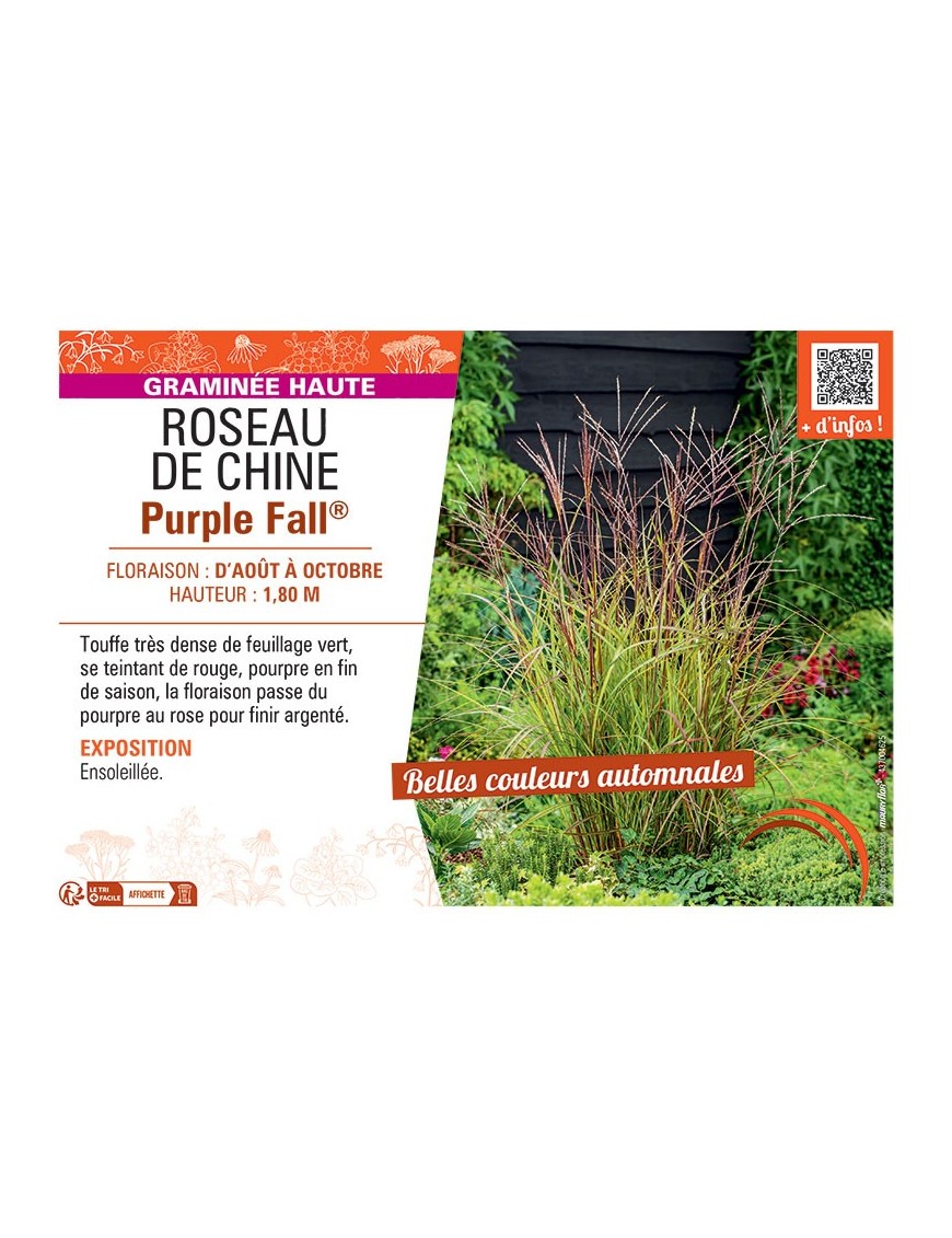 ROSEAU DE CHINE PURPLE FALL®