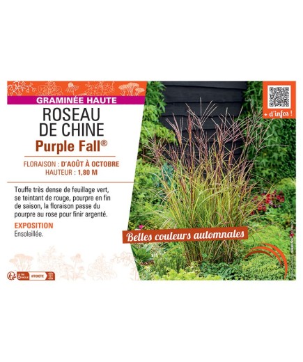 ROSEAU DE CHINE PURPLE FALL®