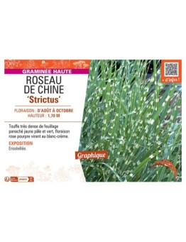 ROSEAU DE CHINE STRICTUS