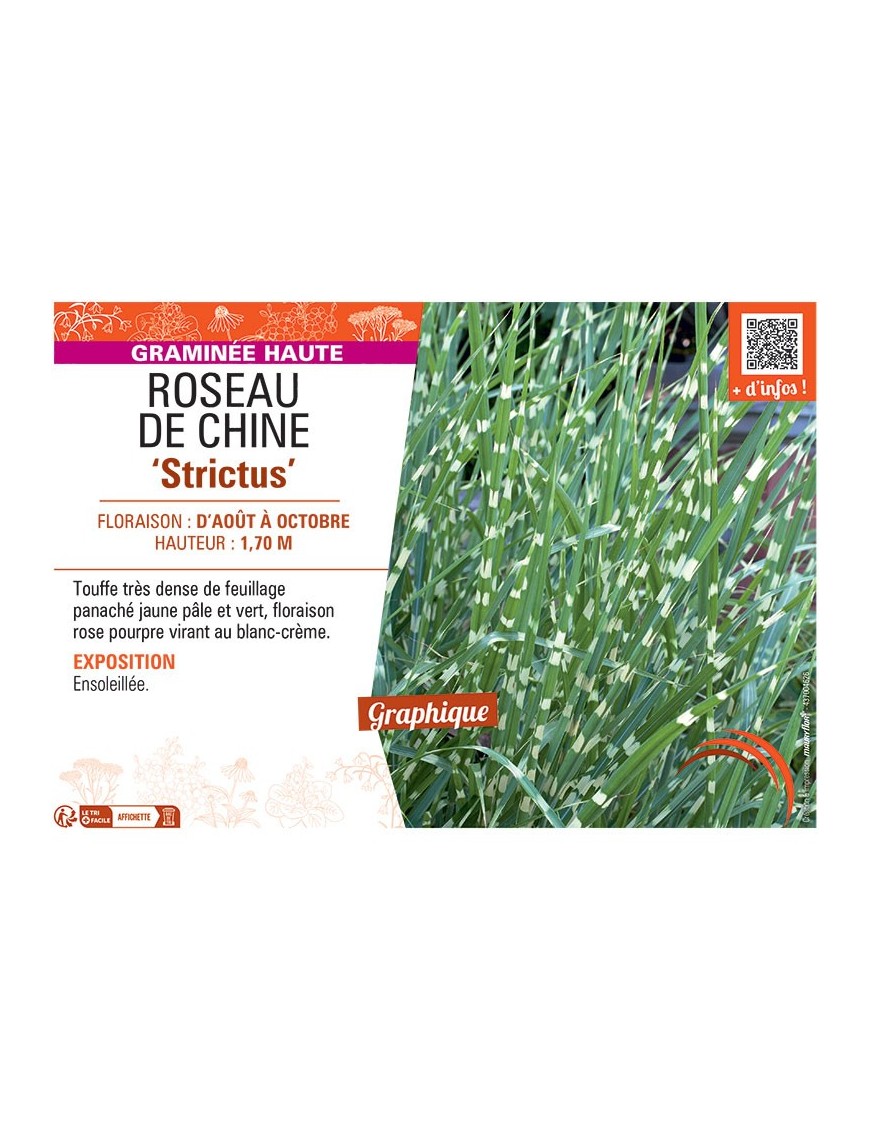 ROSEAU DE CHINE STRICTUS