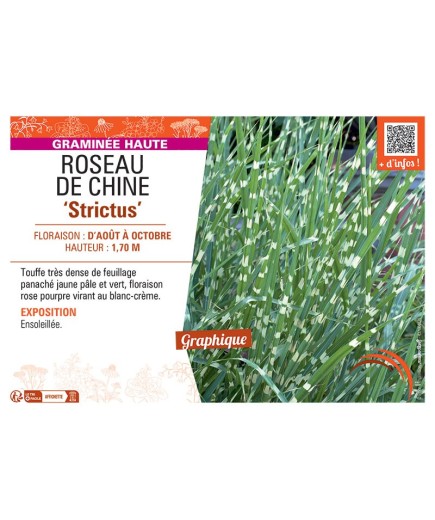 ROSEAU DE CHINE STRICTUS