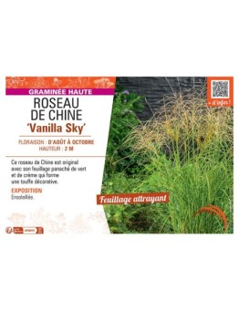 ROSEAU DE CHINE VANILLA SKY