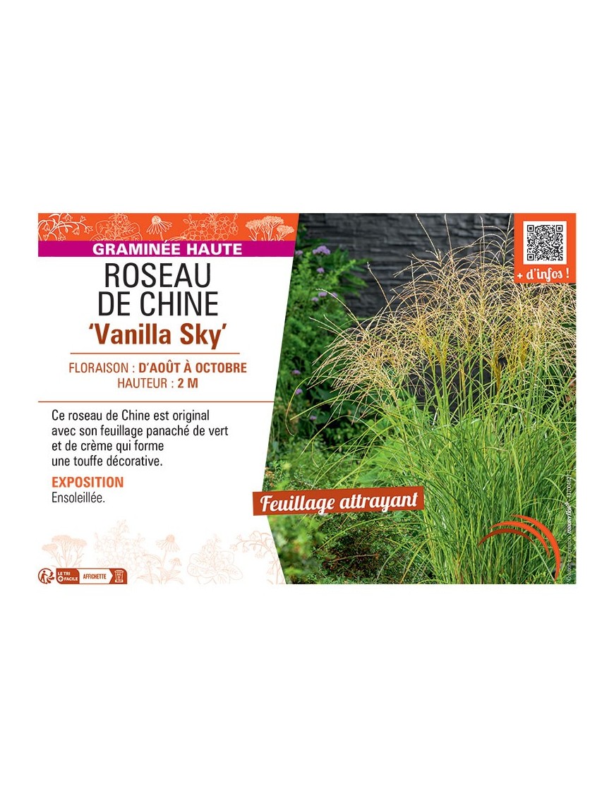 ROSEAU DE CHINE VANILLA SKY