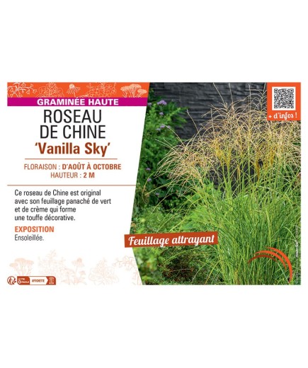 ROSEAU DE CHINE VANILLA SKY