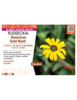 RUDBECKIA AMERICAN GOLD RUSH